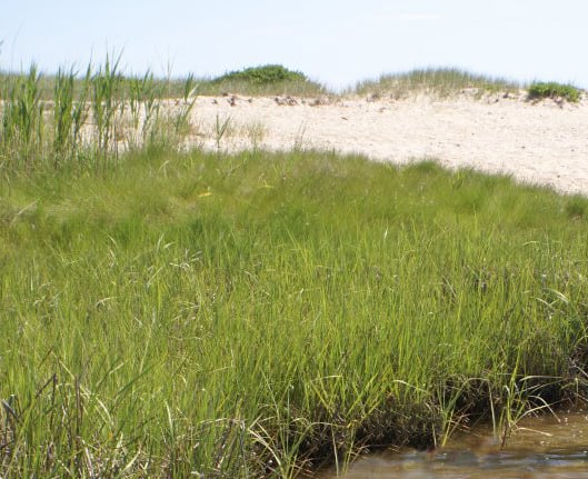 Eelgrass along the Hamptons shoreline. 